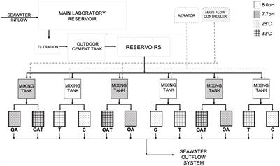 Individual and Interactive Effects of Ocean Warming and Acidification on Adult Favites colemani